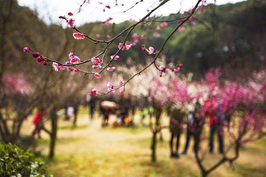 新澳门资料大全免费，科学解答解释落实_6us89.88.52